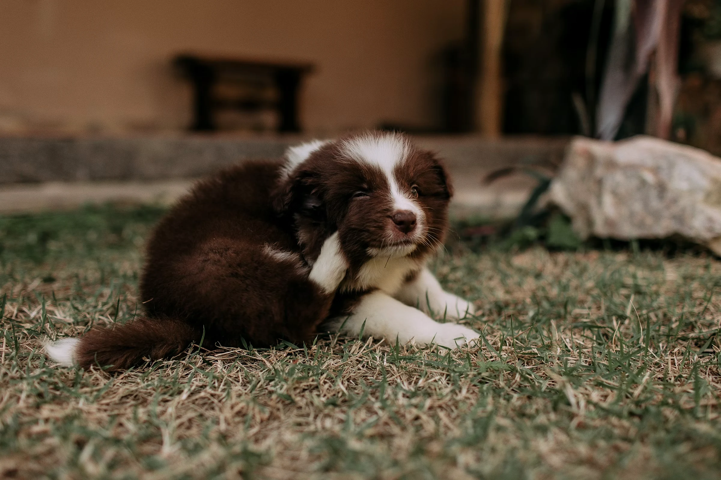 Imagem fotorrealista de um cachorro se coçando na grama, sem pessoas