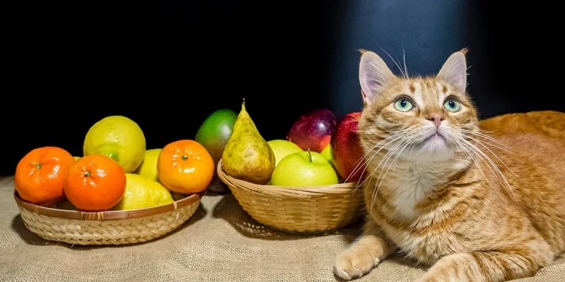 Gato ao lado de cestas com frutas variadas sobre uma mesa, em ambiente iluminado, sem pessoas
