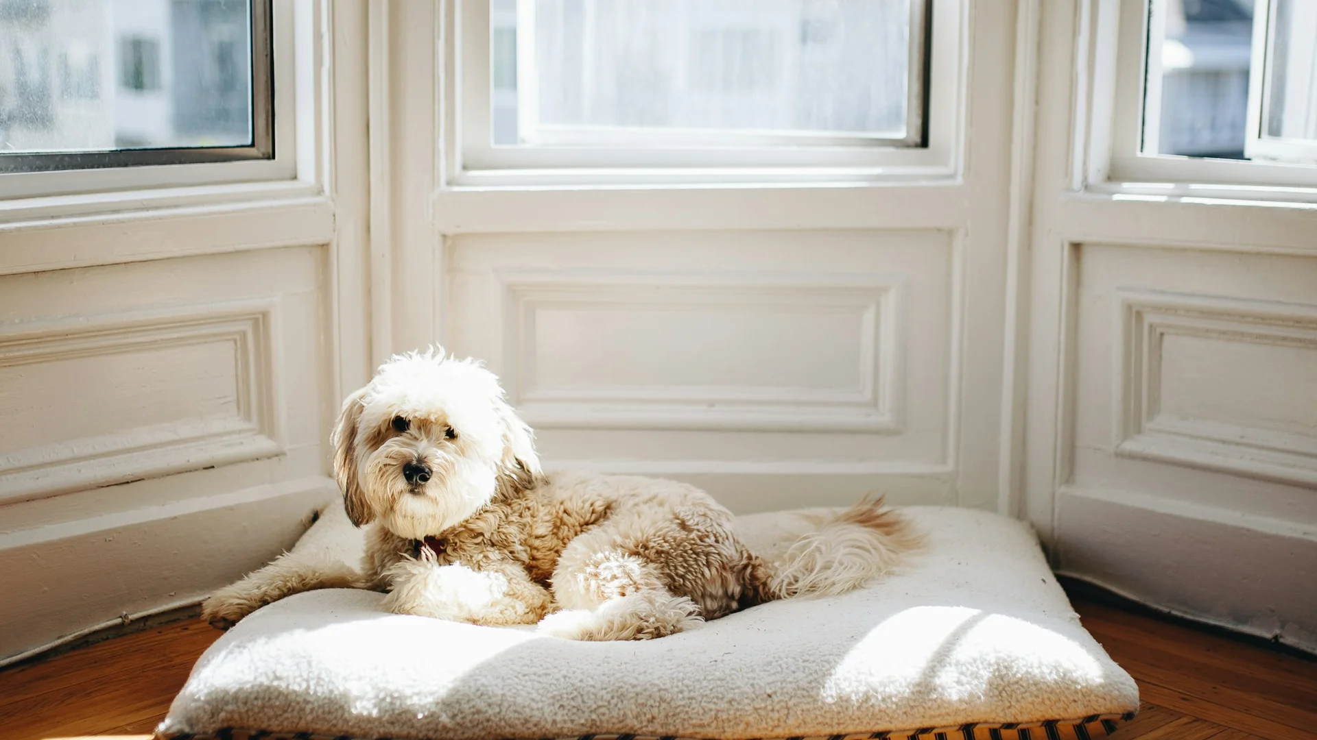 Cão deitado tranquilamente em uma cama pet perto de uma janela iluminada pelo sol, sem pessoas
