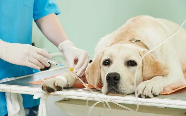 Centro cirúrgico preparado para cirurgias especiais veterinárias na Agro Curió Clínica Veterinária