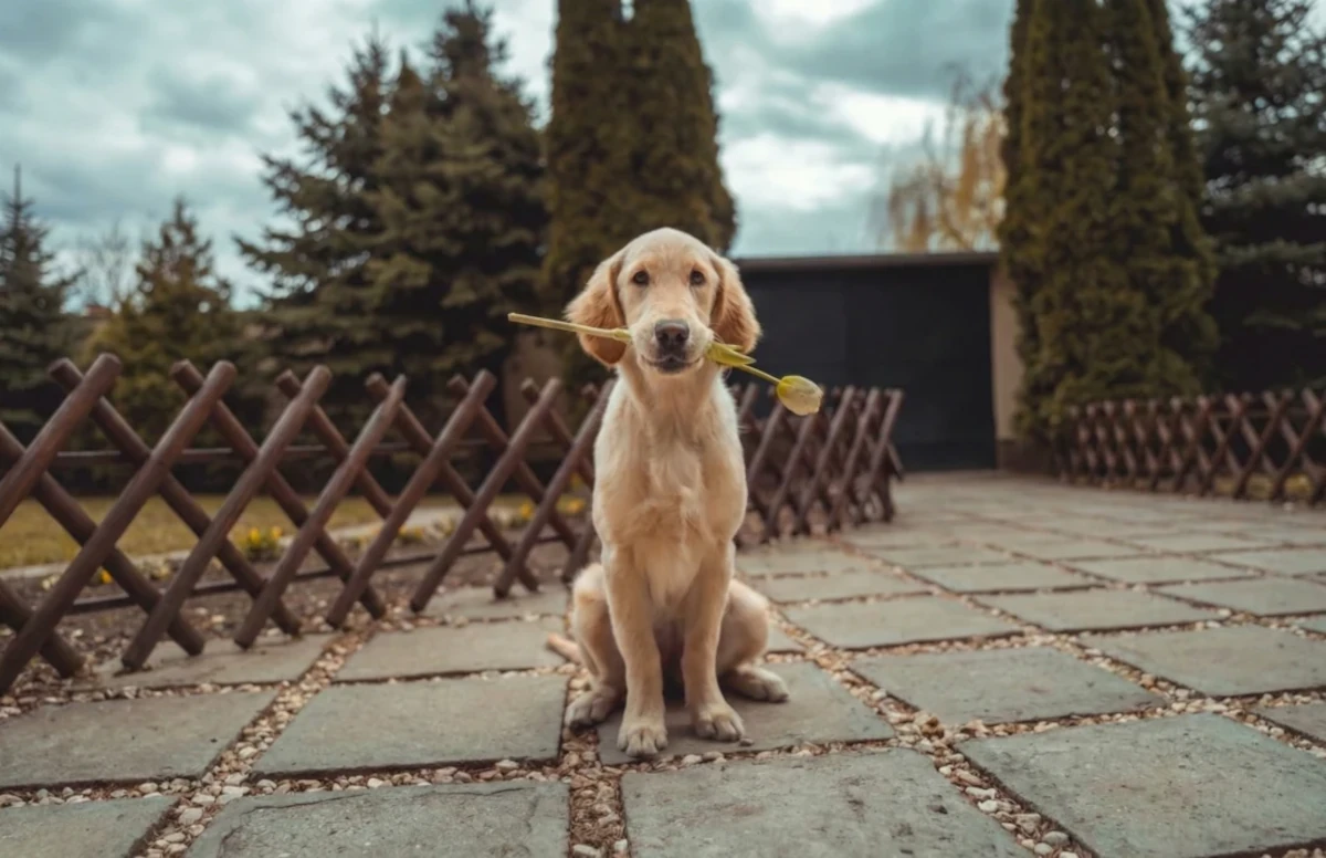 Cachorro deitado na grama