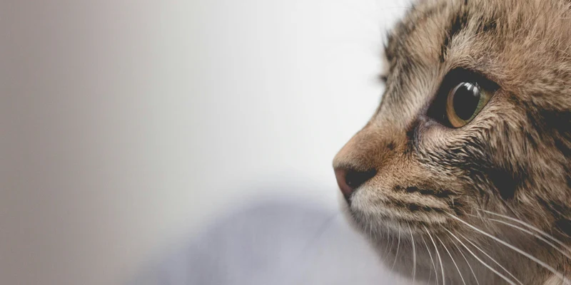 Gato tabby em ambiente claro e tranquilo, sem pessoas