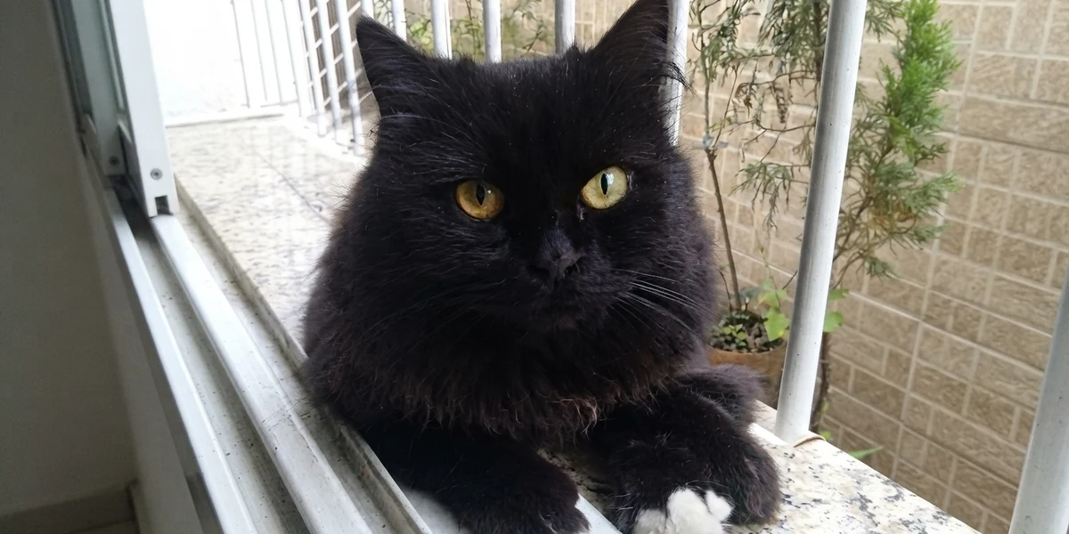 Meggy, gata preta de olhos amarelos, deitada no parapeito da janela