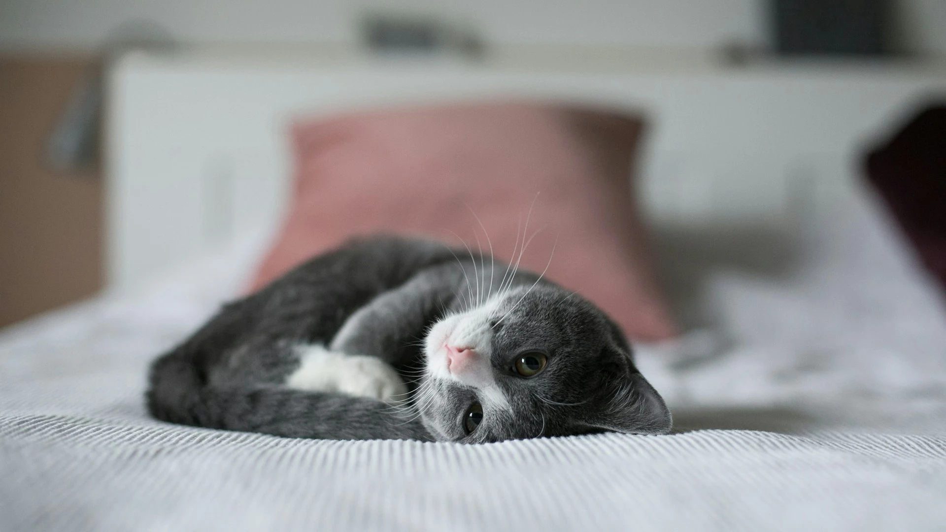 Imagem fotorrealista de um gatinho tranquilo descansando em uma cama aconchegante, sem pessoas