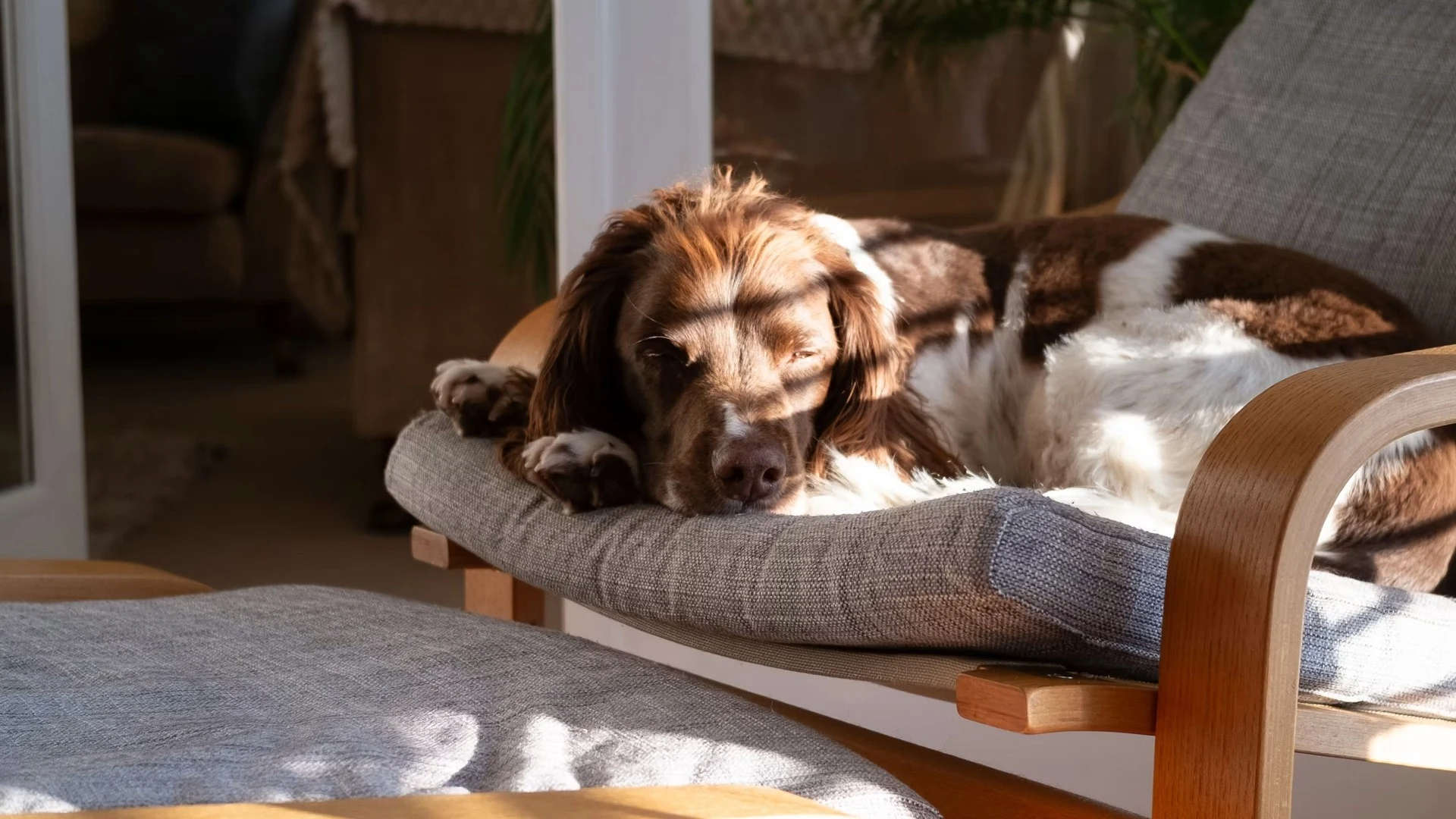 Imagem fotorrealista de um cão deitado tranquilamente em uma poltrona iluminada pelo sol, sem pessoas