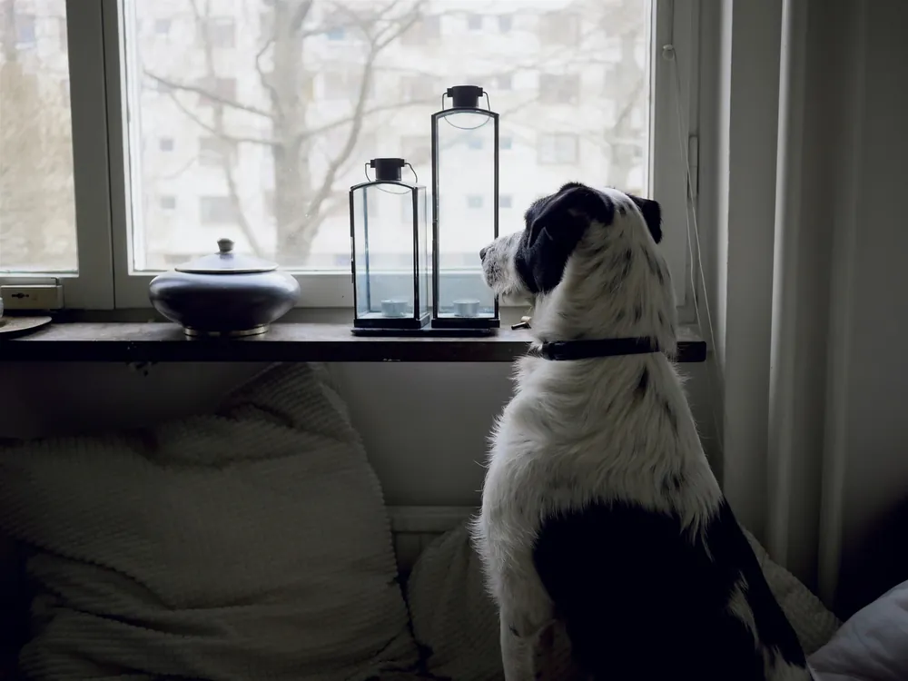 Cão deitado tranquilamente perto de uma tigela de água em ambiente interno claro, sem pessoas