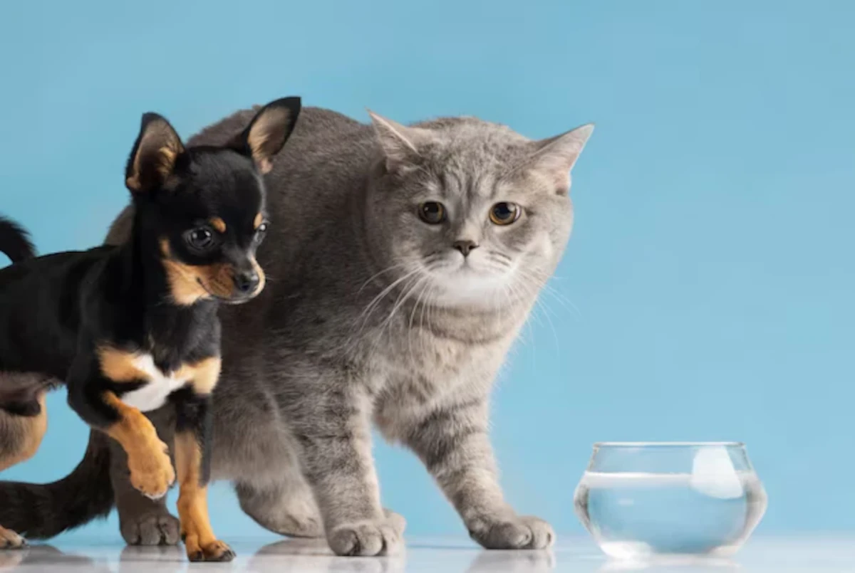 Cão e gato de estimação bebendo água fresca juntos no mesmo pote para se refrescarem em um dia ensolarado de verão