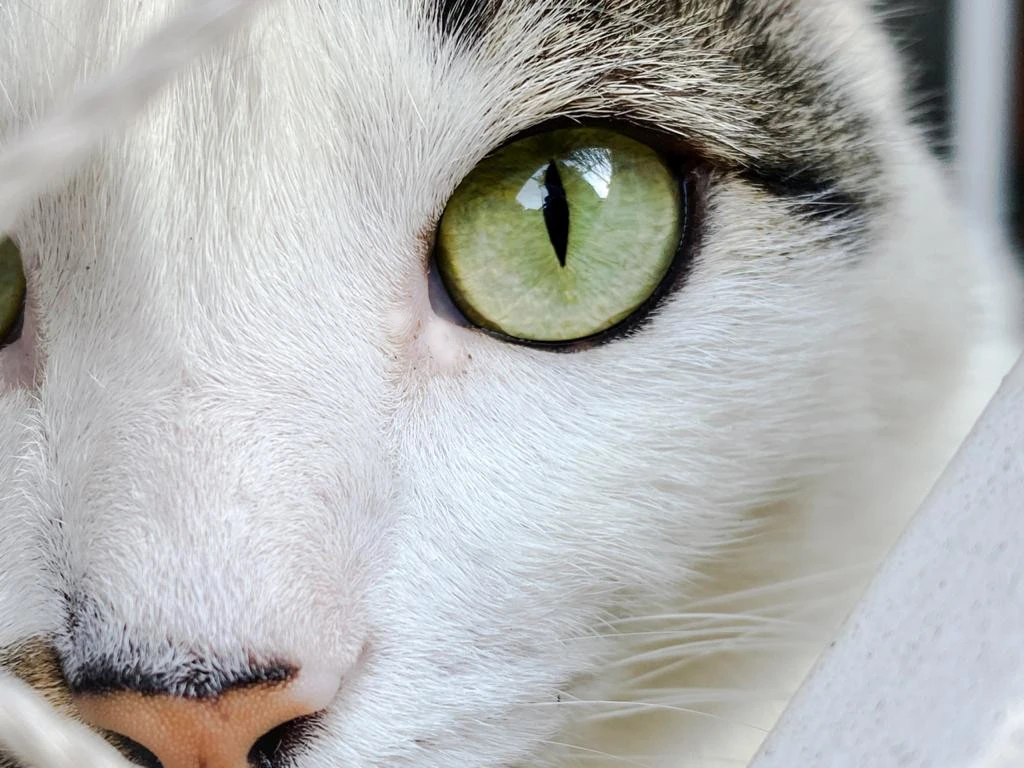 Avaliação da saúde bucal de cães e gatos na Agro Curió Clínica Veterinária no Jardim América