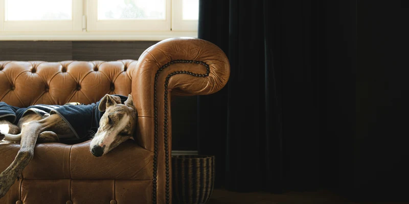 Cachorro descansando no sofá perto da janela, em ambiente tranquilo e sem pessoas