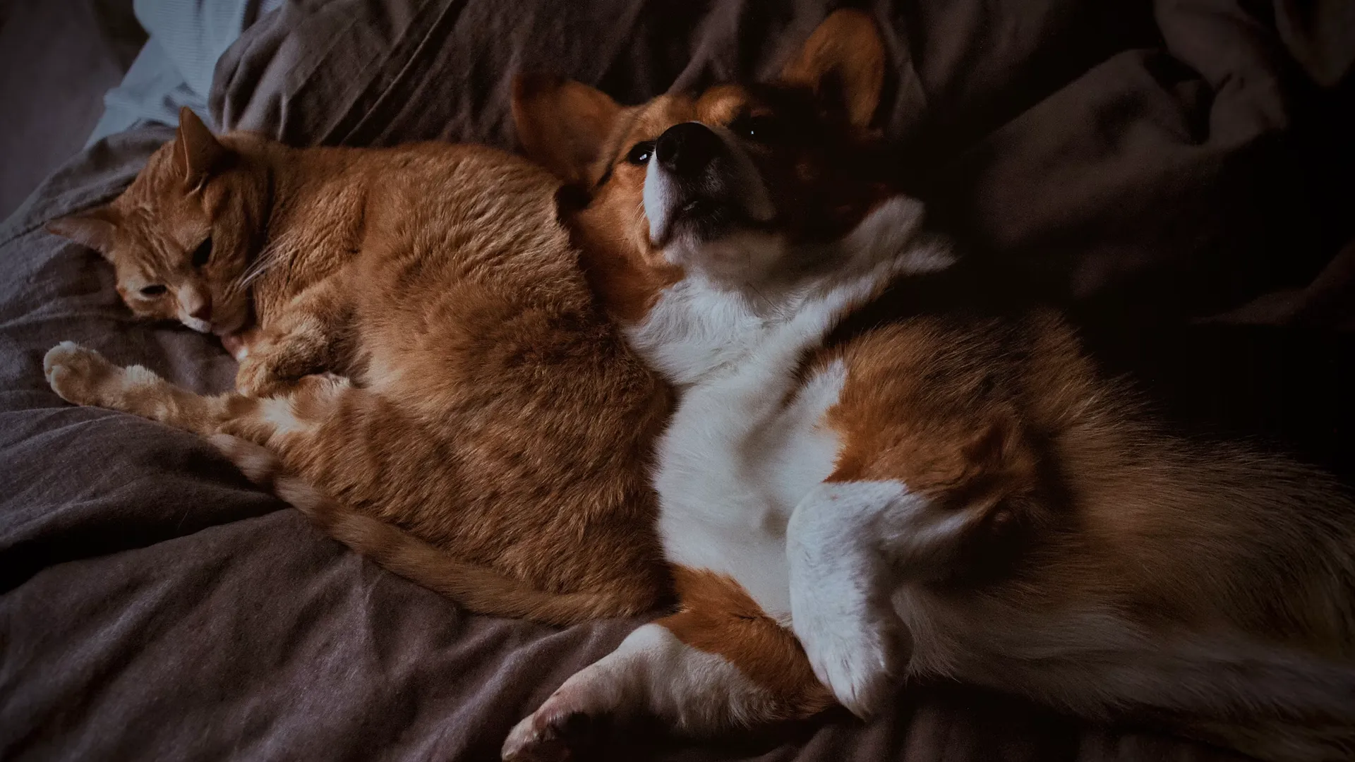 Imagem fotorrealista de um gato laranja e um cachorro corgi acima do peso deitados juntos e aconchegados, sem pessoas