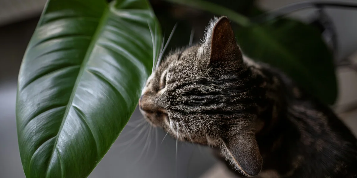 Gato tigrado cheirando uma folha grande de planta dentro de casa