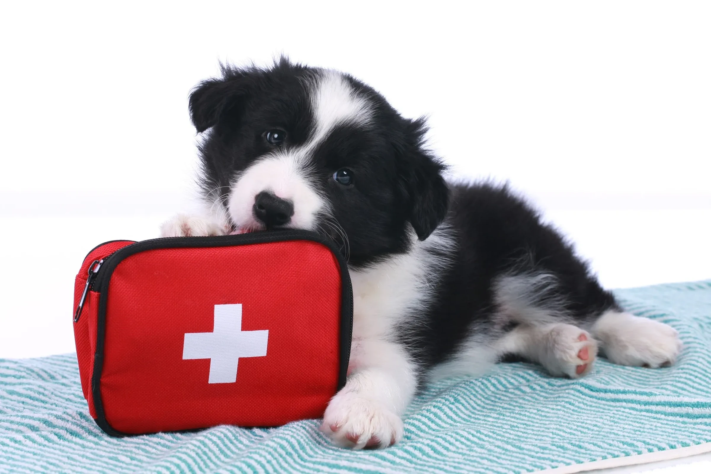 Filhote de border collie deitado ao lado de um kit de primeiros socorros vermelho com cruz branca, sobre um tapete listrado, sem pessoas