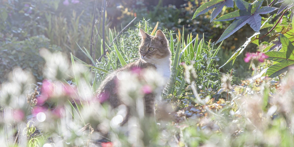 Gato tigrado sentado entre as flores do jardim, sem pessoas