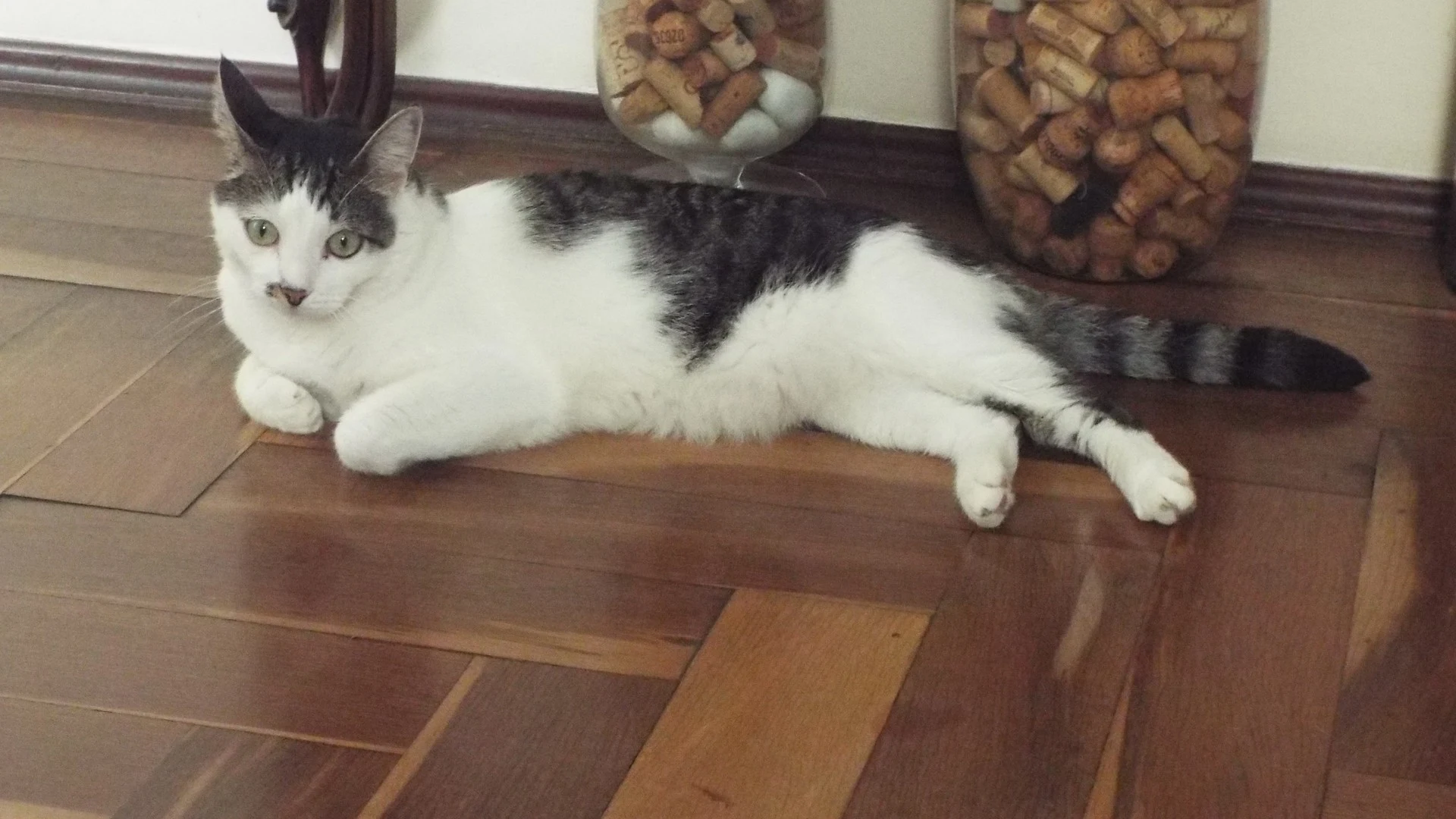 Imagem fotorrealista de um gato saudável deitado tranquilamente no chão de madeira, sem pessoas